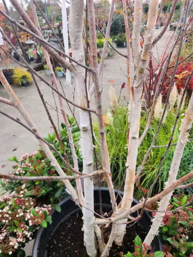 [0999910] Betula albosinensis Fascination Multitroncs 350 400 Cepee Motte xxl