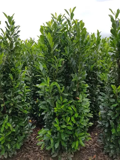 [0999918] Prunus laurocerasus Elly 175 200 motte XXL 