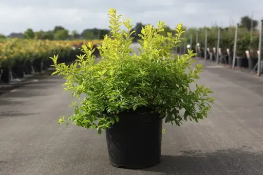 [0999932] Spiraea prunifolia Goldfire XTRA Pot C10Litres