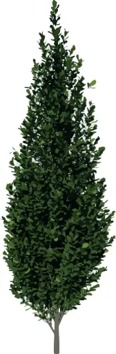 [0999938] Carpinus betulus Fastigiata 300 400 cm XXXL Motte ou Pot. Charme colonnaire.