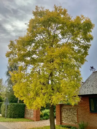[0999947] Robinia pseudoacacia Frisia 16 18 Haute tige Motte - Faux acacia doré. 