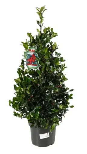 [0999953] Ilex meserveae Blue Maid 80 100 cm Pot C7.5Litres - Houx 