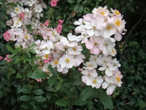 [0999959] Rosier Snow Star tige 110 cm Pot