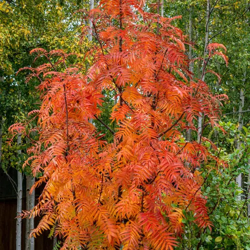 [0999988] Sorbus Dodong 14 16 XL Haute Tige Motte ou Pot ** Sorbier à grosses baies rouges ***