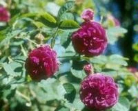 [0999997] Henri martin C5 rosier arbuste