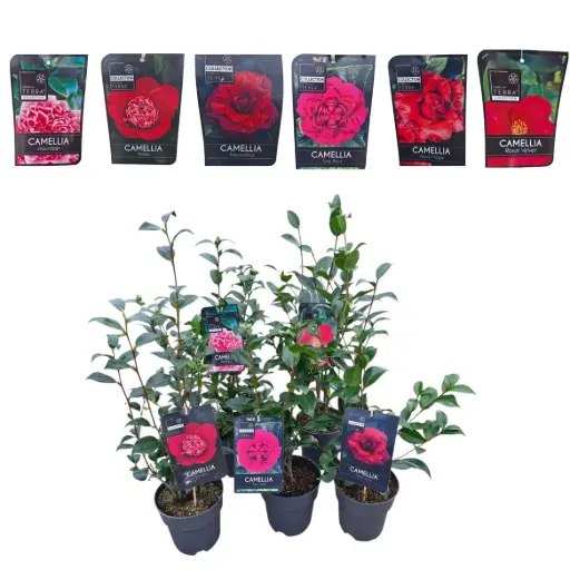 [1000013] Camellia japonica variés Pot P18cm