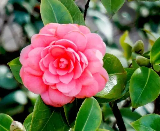 [1000022] Camellia japonica Emeric Halasz 50 70 cm Pot C3Litres  
