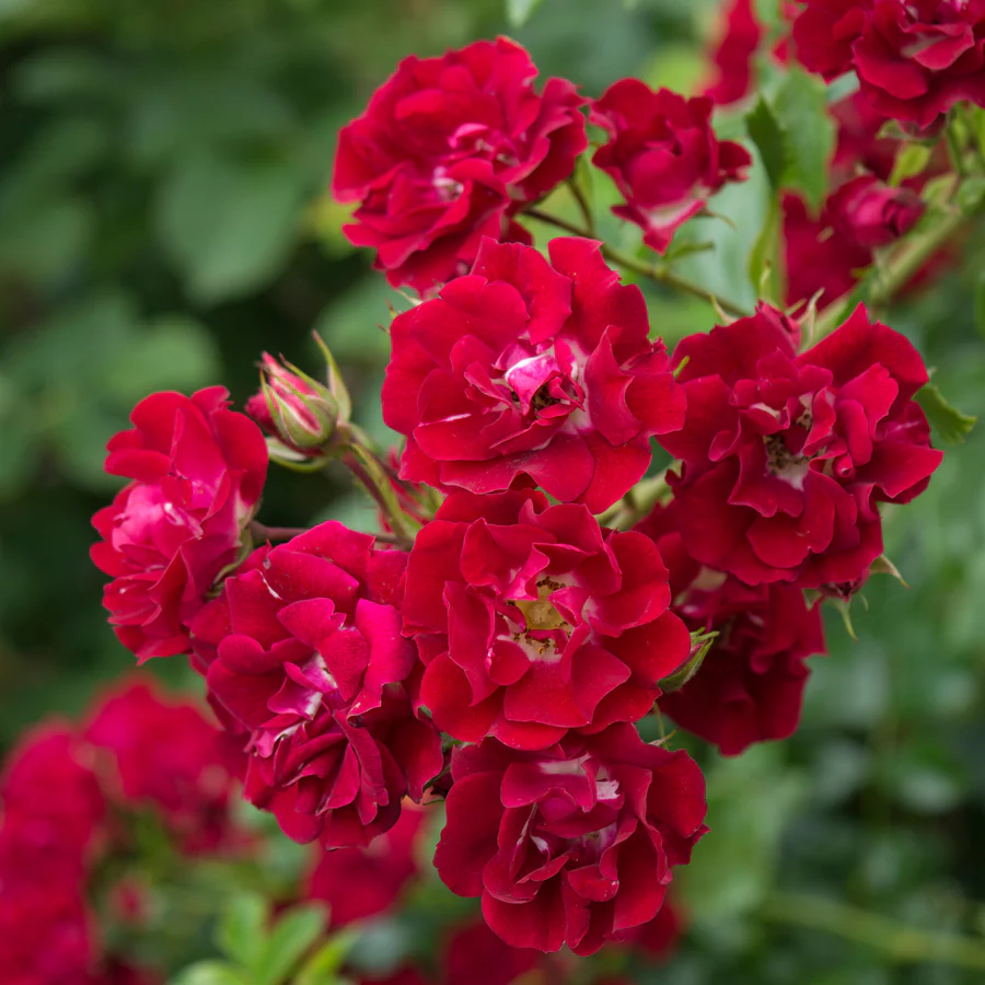 [1002107] Rosier PINK Rambling Rosie Grimpant Pot C5L